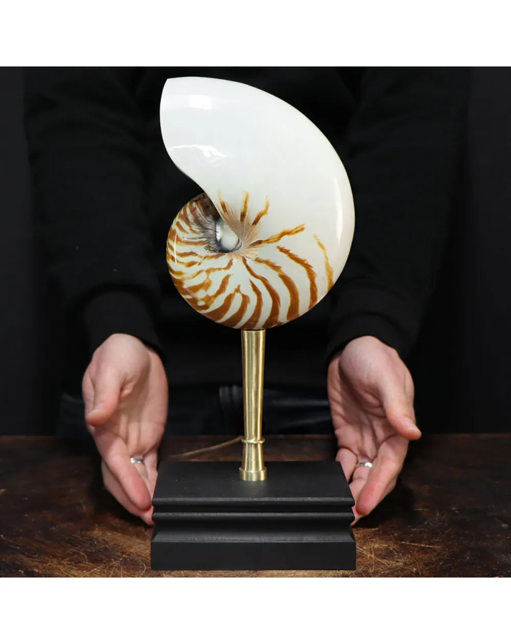 Nautilus Pompilius su Piedistallo