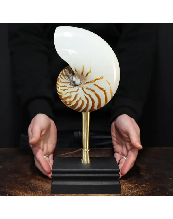 Nautilus Pompilius su Piedistallo
