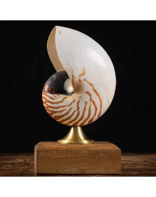 Nautilus Pompilius su Piedistallo