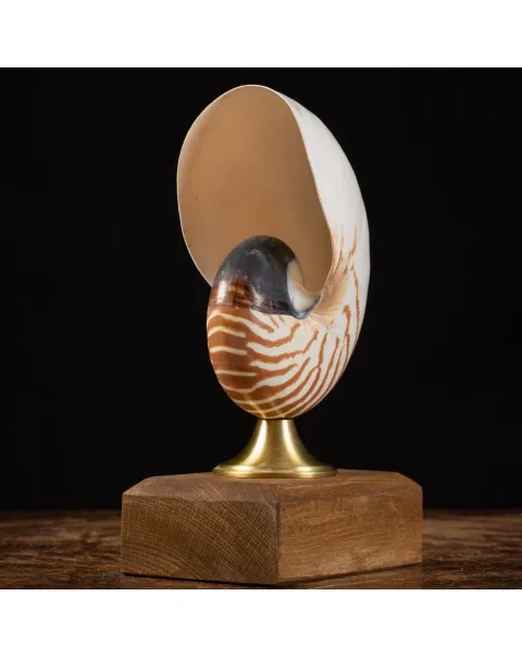 Nautilus Pompilius su Piedistallo