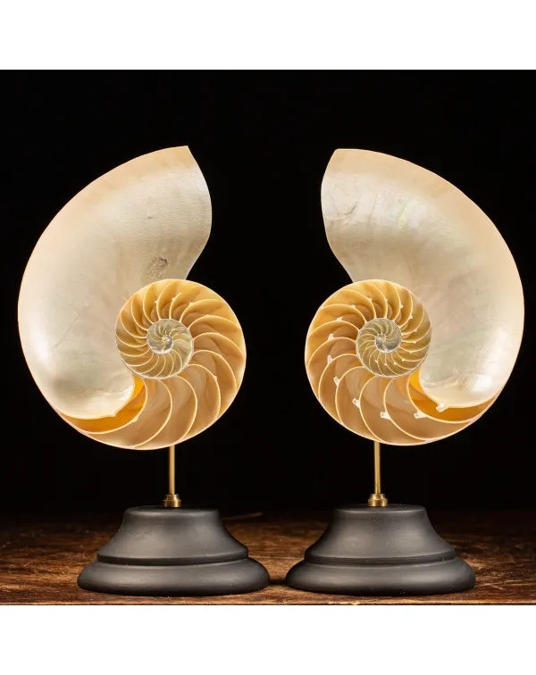 Nautilus Pompilius su Piedistallo
