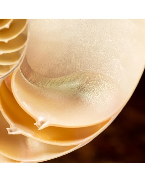 Nautilus Pompilius su Piedistallo