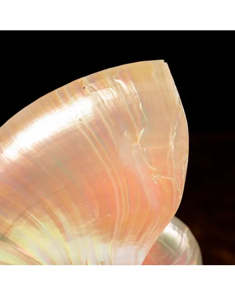 Nautilus Pompilius su Piedistallo
