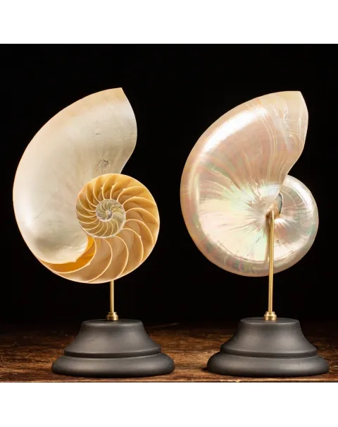 Nautilus Pompilius su Piedistallo