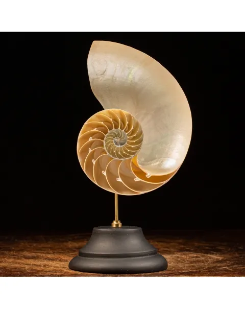 Nautilus Pompilius su Piedistallo