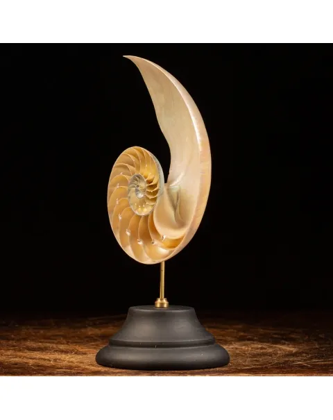 Nautilus Pompilius su Piedistallo