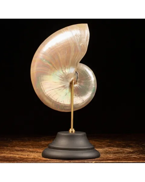 Nautilus Pompilius su Piedistallo