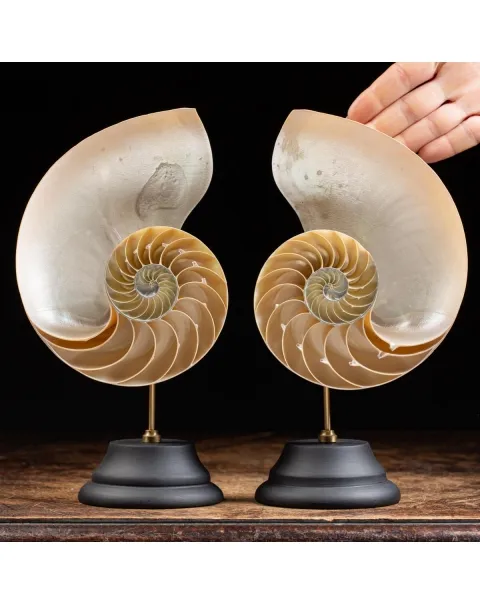 Nautilus Pompilius Madreperla su Piedistallo