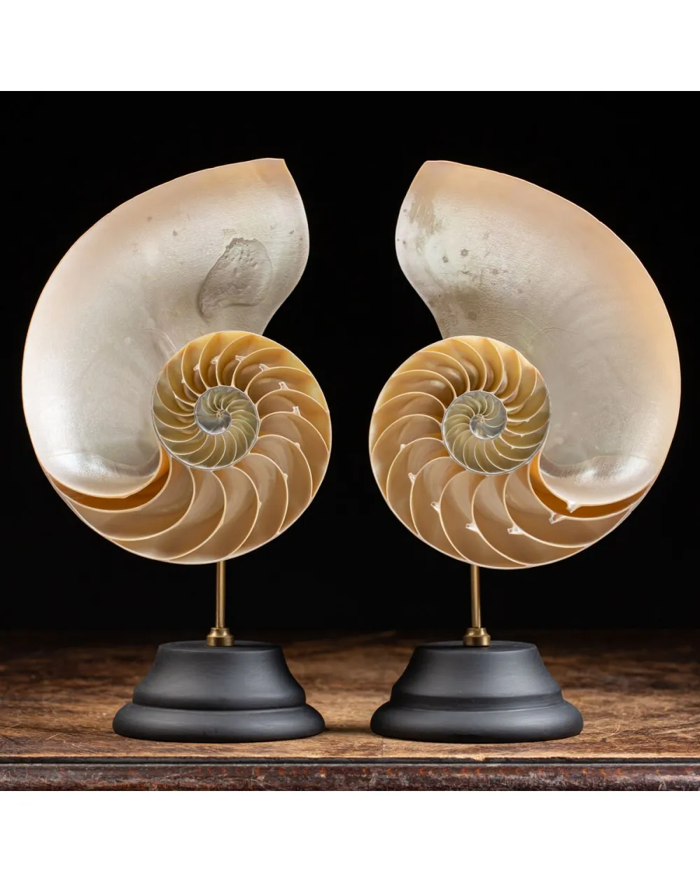 Nautilus Pompilius Madreperla su Piedistallo