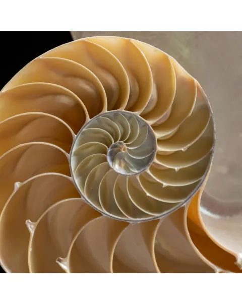 Nautilus Pompilius Madreperla su Piedistallo