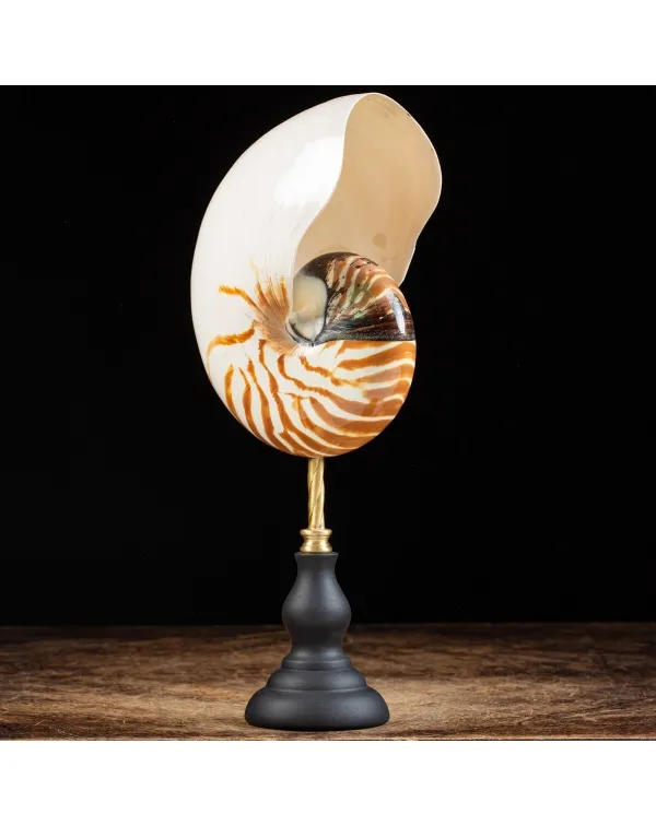 Nautilus Pompilius su Piedistallo
