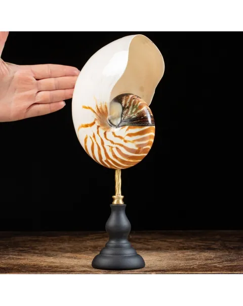 Nautilus Pompilius su Piedistallo