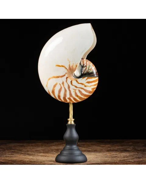 Nautilus Pompilius su Piedistallo