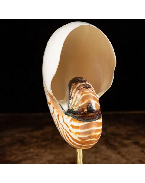 Nautilus Pompilius su Piedistallo