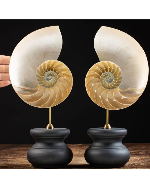 Nautilus Pompilius su Piedistallo