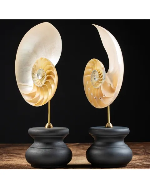 Nautilus Pompilius su Piedistallo