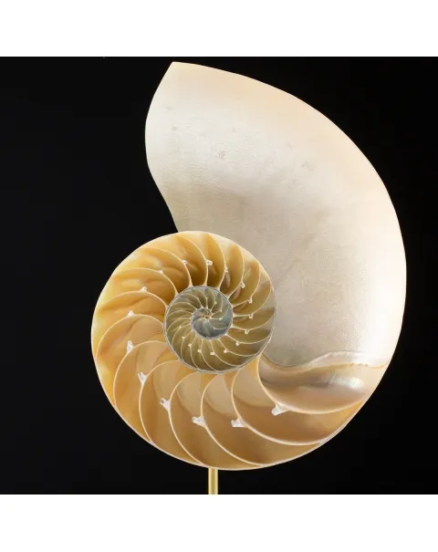 Nautilus Pompilius su Piedistallo