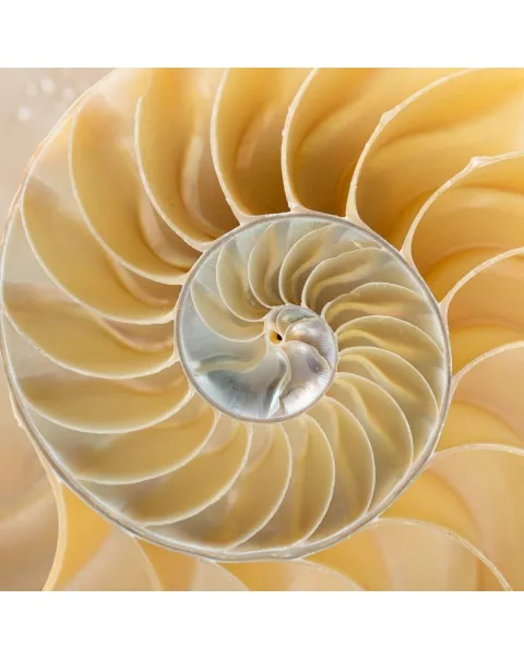 Nautilus Pompilius su Piedistallo