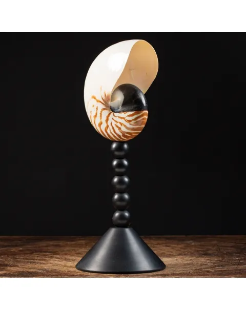Nautilus Pompilius su Piedistallo