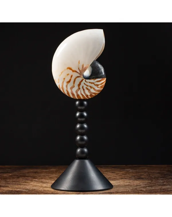 Nautilus Pompilius su Piedistallo