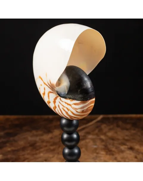 Nautilus Pompilius su Piedistallo