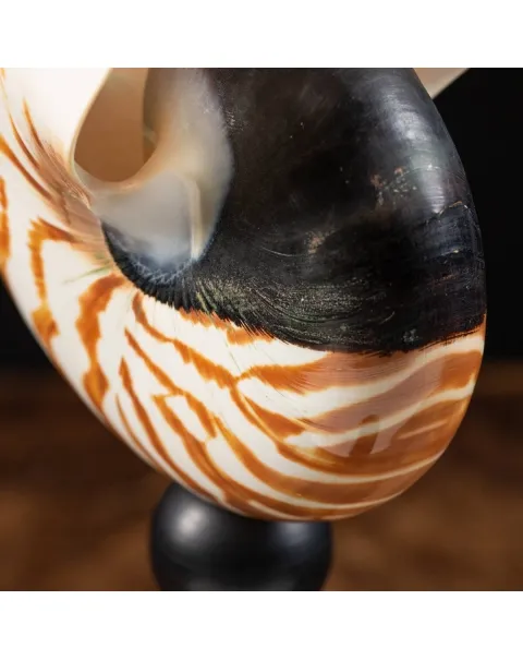 Nautilus Pompilius su Piedistallo