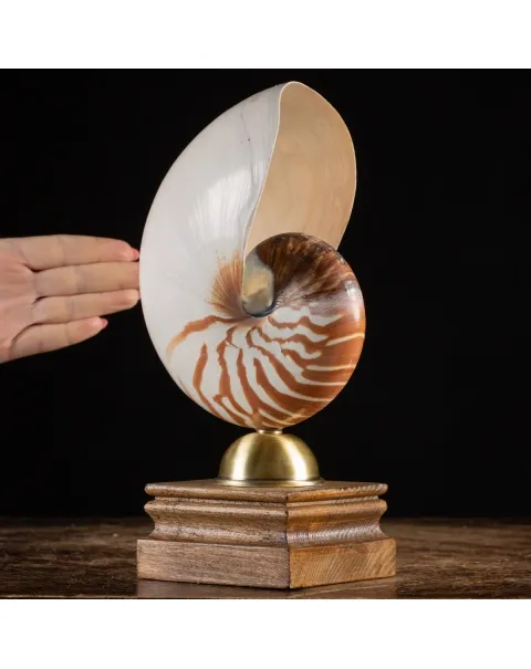 Nautilus Pompilius su Piedistallo