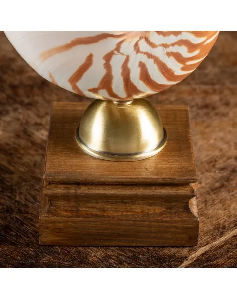 Nautilus Pompilius su Piedistallo