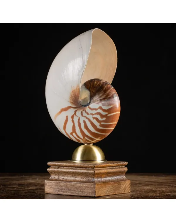 Nautilus Pompilius su Piedistallo