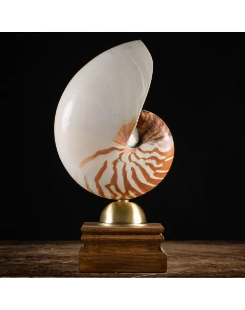 Nautilus Pompilius su Piedistallo