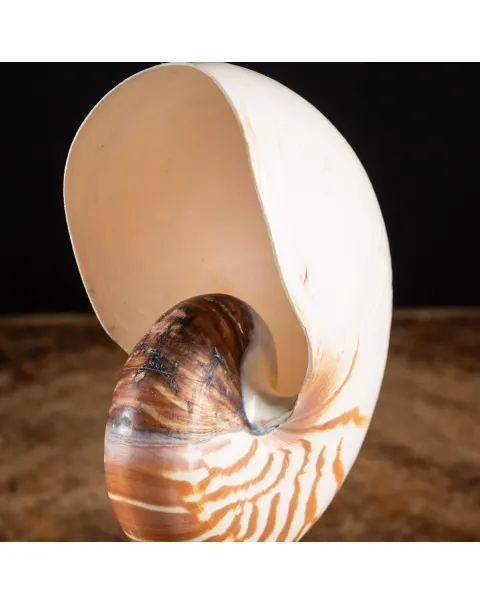 Nautilus Pompilius su Piedistallo