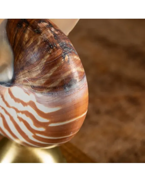Nautilus Pompilius su Piedistallo
