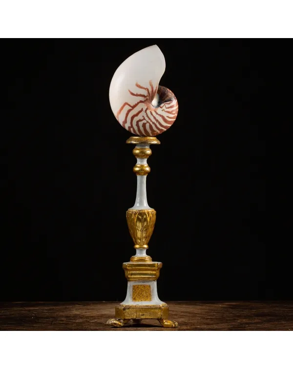 Nautilus Pompilius su Piedistallo