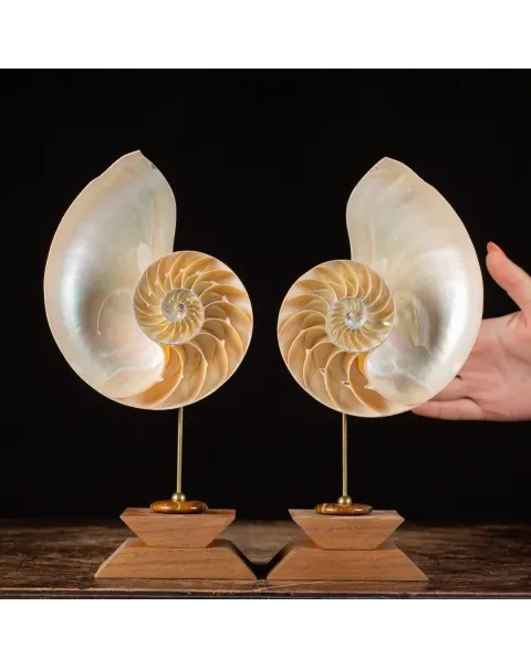 Nautilus Pompilius su Piedistallo