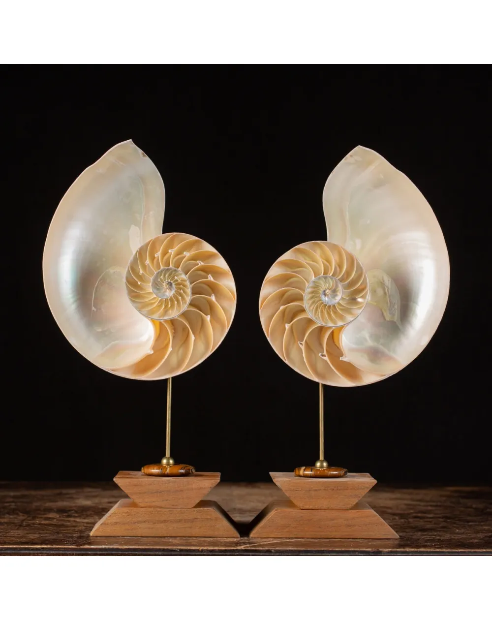 Nautilus Pompilius su Piedistallo