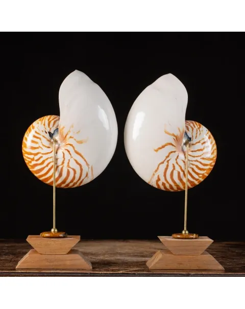Nautilus Pompilius su Piedistallo