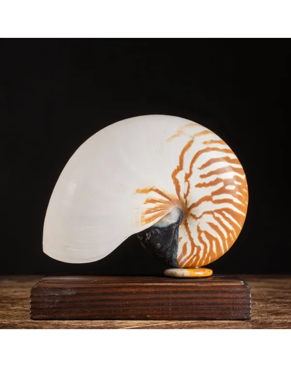 Nautilus Pompilius su base