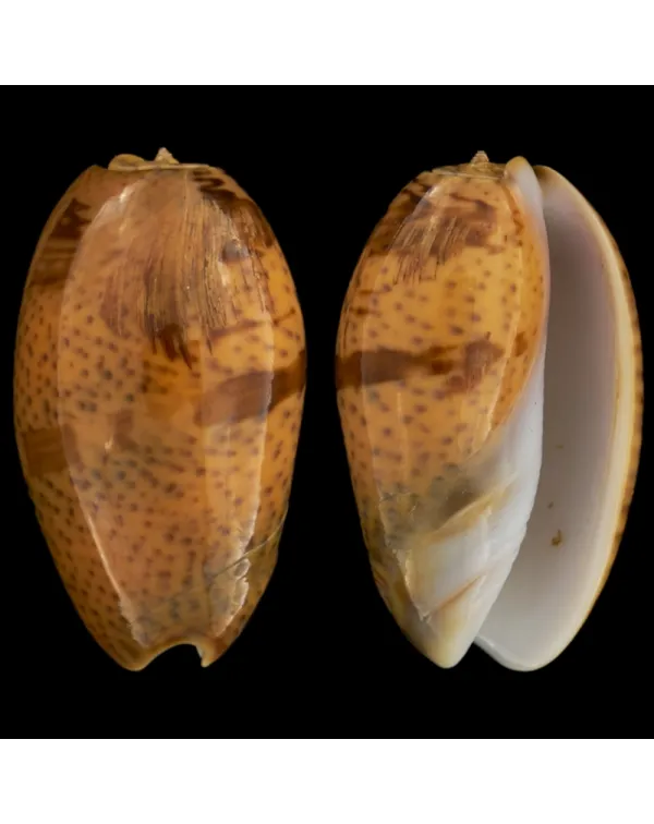 Oliva Bulbosa Aurata "Spotted"