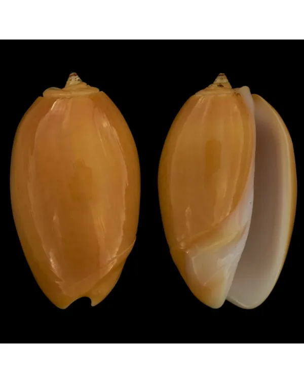 Oliva Bulbosa Aurata