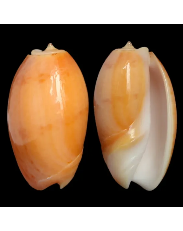 Oliva Bulbosa Aurata