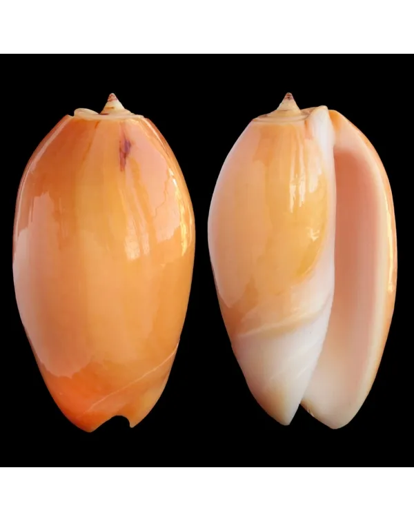 Oliva Bulbosa Aurata