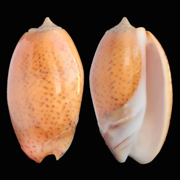Oliva Bulbosa Aurata