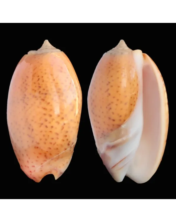 Oliva Bulbosa Aurata