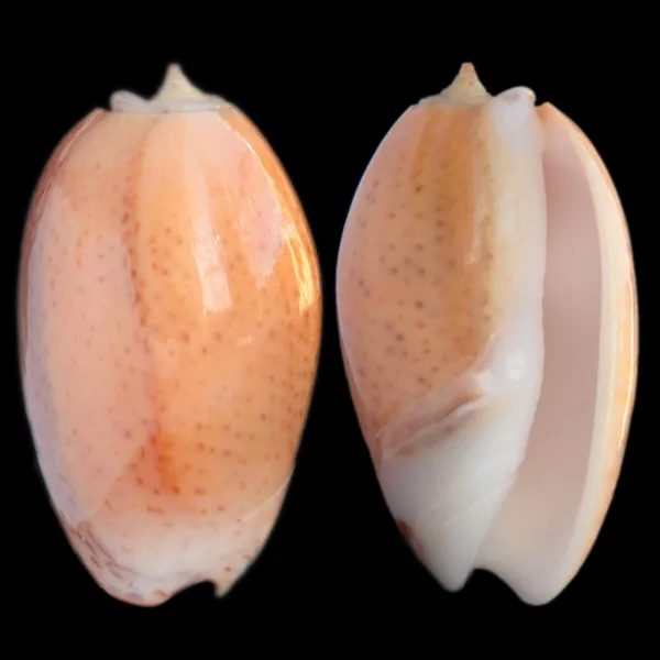 Oliva Bulbosa Aurata
