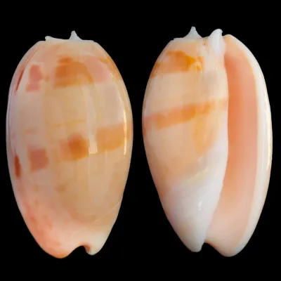 Oliva Bulbosa Aurata