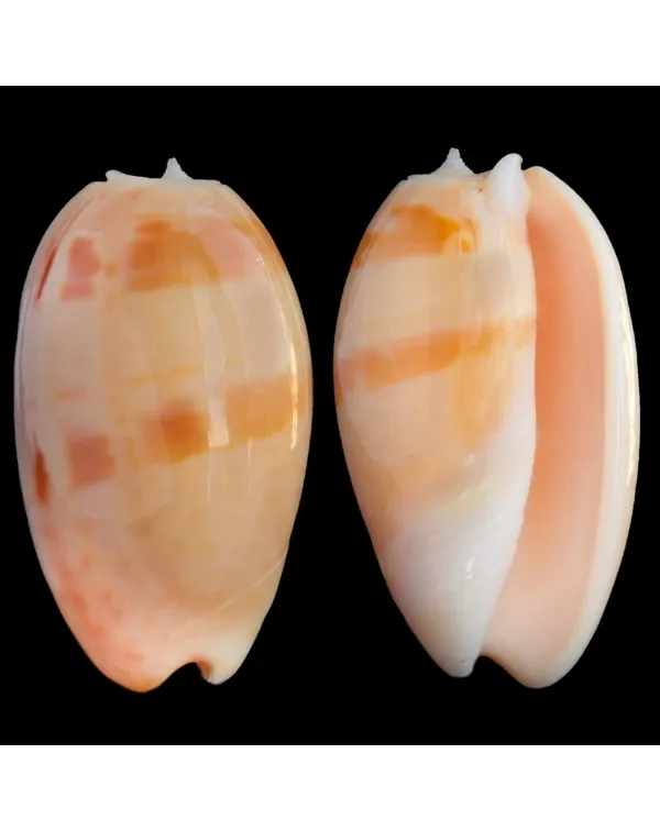 Oliva Bulbosa Aurata