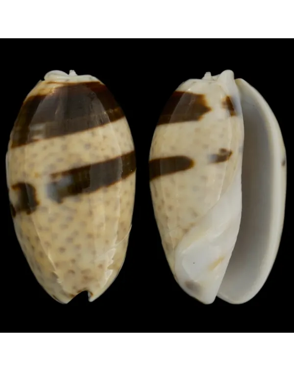 Oliva Bulbosa Bicingulata