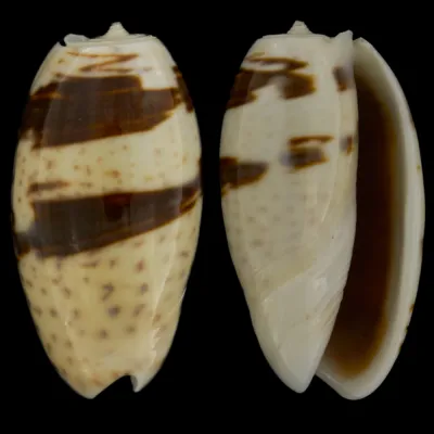 Oliva Bulbosa Bicingulata