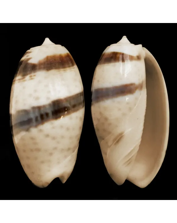 Oliva Bulbosa Bicingulata