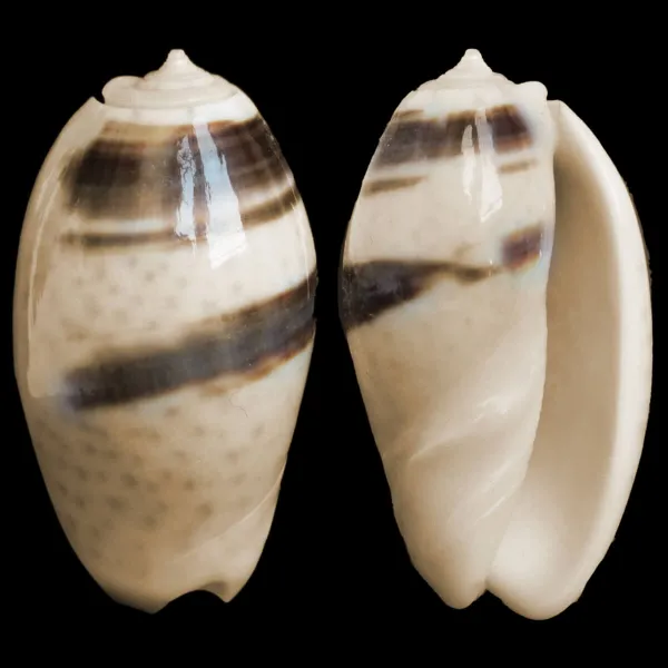 Oliva Bulbosa Bicingulata